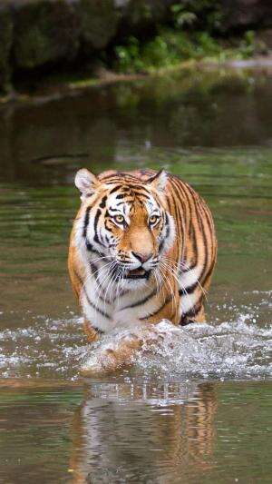 #animals #hewan #hewanasli #videolucu #zoo 