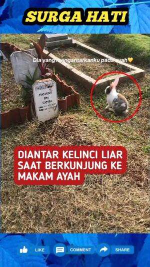 Wanita ini diantar seekor kelinci liar yang jadi penunjuk jalan, saat ia sedang berkunjung ke makam ayahnya.