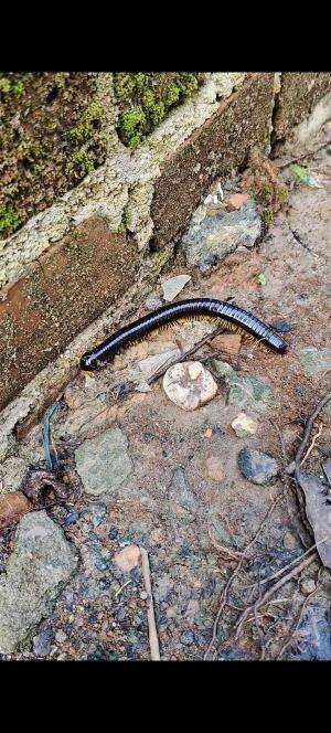 "Menelusuri Bebatuan dan Lumut:Perjalanan Si Seribu Kaki" #hewan  #kakiseribu  #animalworld  #animal 