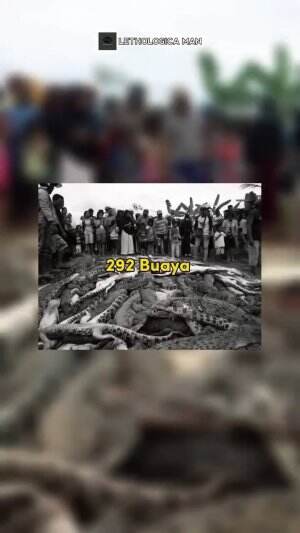 ada apa dengan Buaya di papua ini? #HOTrctiplus #ngeri #wow 