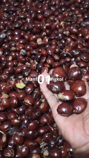 MANFAAT JENGKOL BAG.1
 #jengkol
 #manfaatjemgkol
 #kasiatjengkol
