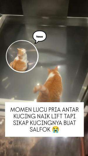 Momen lucu seorang pria antar kucing naik lift.
Mungkin sikucing tdk mau berat badannya turun makanya lebih milih naik lift untuk sampai ke 