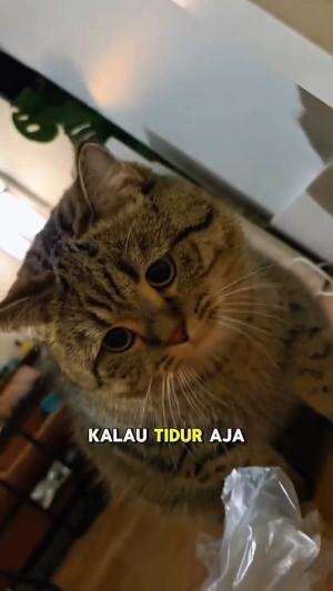 dislentik

q#HOTrctiplus #shortplus #kucingoyen #duniakucing