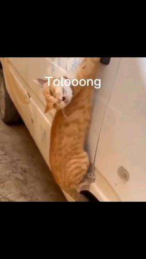 TOLONG!!!!