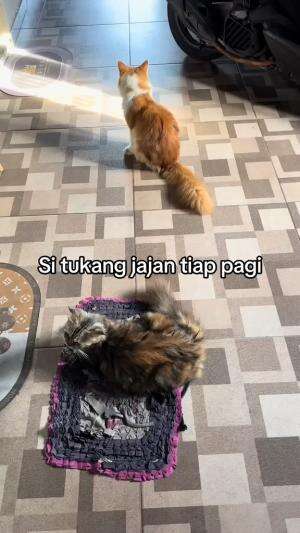 tukang jajan tiap pagi 
#HOTrctiplus #shortplus #kucingoyen #duniakucing