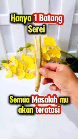 HANYA 1 BATANG SEREI, SEMUA MASALAHMU AKAN TERATASI

#tipsandtrik #tips #trik #tutorial #kreatif #hiburan #inspirasi #inspiratif 