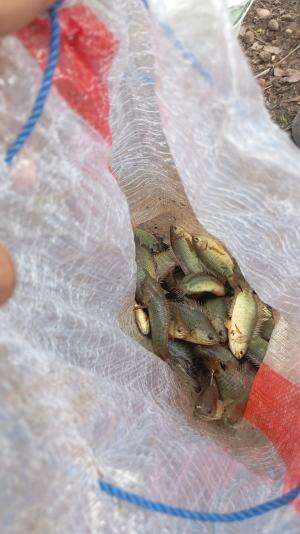 Mancing ikan ini seru juga
 #Cara mancing  #ngerti kan? knapa mancingnya diatas? 