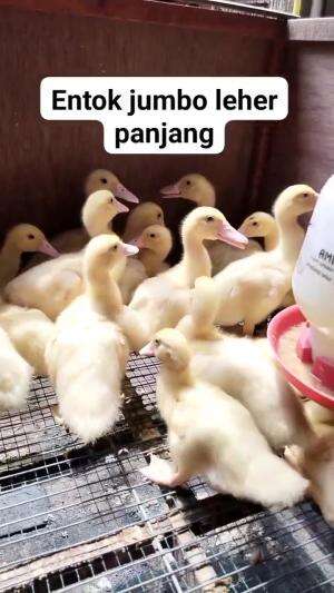 anakan entok gemoy gemoy
#HOTrctiplus #shortplus 