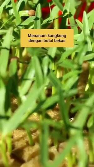 Cara Membuat Hidroponik Sederhana dari Botol Bekas.