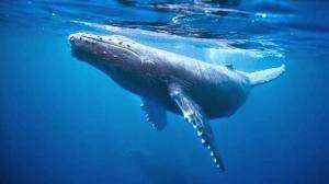 Interesting Facts About Humpback Whales #animals #education #unique #facts #shortvideo #whale #paus 