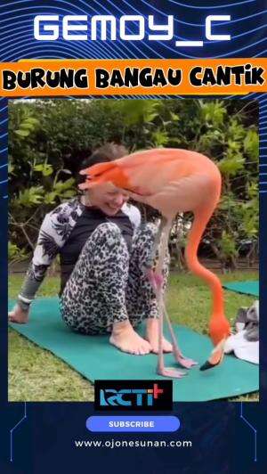 BURUNG BANGAU CANTIK #RCTIPlus #trending ##fyp 