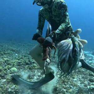 menyelam menangkap lobster  #mancing #memancing #spearfishing #fyp 