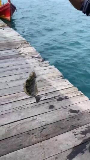 Mancing ikan lauk #fyp 