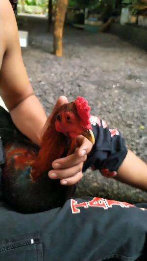 cara merawat ayam Bangkok Mangon biar makin ganteng  #ayambangkok  #perawatanayam
 #Viral #fyp 