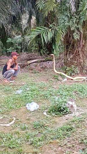 cek kondisi king cobra golden