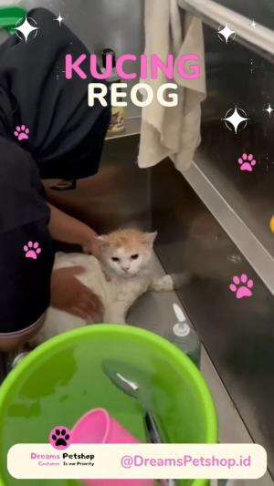Anabul Reog #cat #anabulmandi #dreamspetshop #grooming #kemayoran #jakartapusat