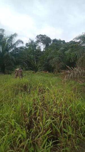 DI TENGAH HUTAN KALIMANTAN
 #kebunsawit
 #kebunkelapasawit
 #hutansawit
 #hutanklimantan
