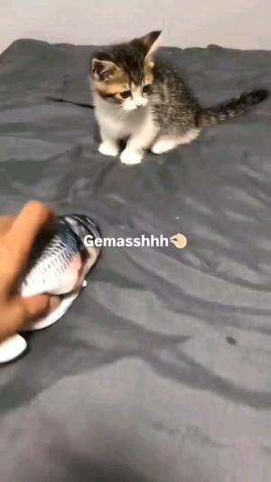 EMANG BOLEH SEGEMES INI

#kucinglucu #kucingoyen #catlovers #pencintakucing #kucinggemoy #kucinggemes #sahabarkucing