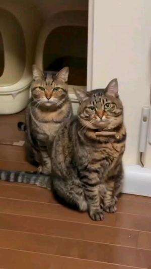 DIMARAHIN, PASANG MUKA GAK BERSALAH

#kucinglucu #kucingoyen #catlovers #pencintakucing #kucinggemoy #kucinggemes #sahabarkucing