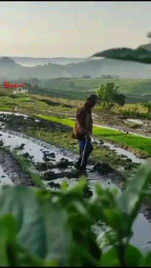 Suasana pagi di desa petani menggarap sawah persiapan tanqm padi

 #suasanpedesaan #suasanahidupdidesa #sawah