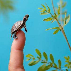 turtle moving🥲
 #ai
#short 
#Hewan Piaraan Kura-kura Turtle 