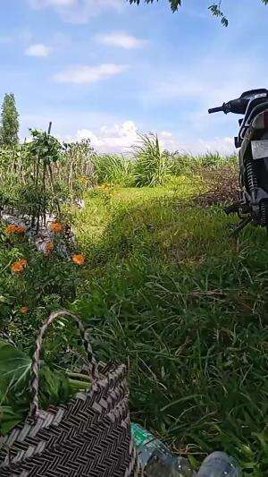 suejukkkk..   #pemandanganygindah #pemandangansawah  