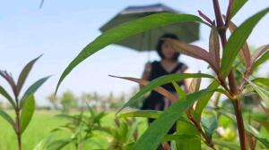 Teh Esa - Cianjur Lembur Kuring