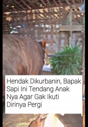 Sebelum naik mobil, dia kayak mastiin dulu buat liat anaknya terakhir kali.🥹🥲