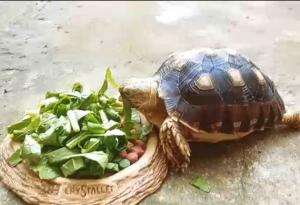 Mukbang Kura kura #Mukbang #Sulcata
