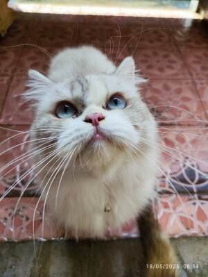 Kucing Luchu #Kucing #kucingoyen 
