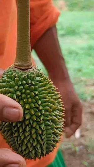 durian tak berduri #Inspirasi 