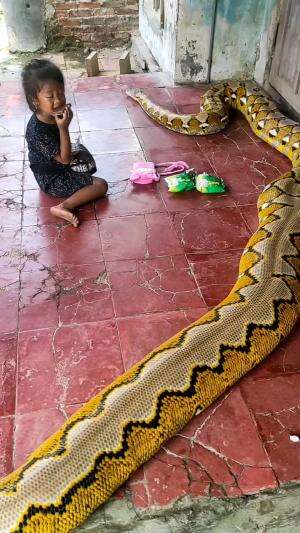 Berani dekali adek ini
 #ular
 #Viral  #trending  #fyp 