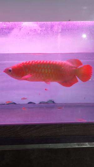 Kita pantau ikan Arwana dulu #arwana #rctiplus
