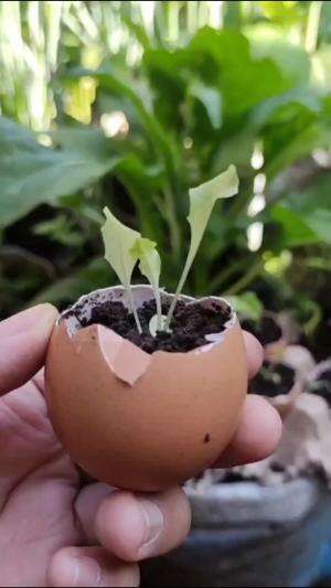 cangkang telur ternyata bisa di gunakan untuk berkebun #edukasi #fyp #fypシ゚viral #trending #foryou #RCTIPlus #HOTrctiplus #Berkebun 