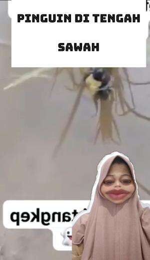 lah kok bisa #pinguin #viral #Viral #RCTIPlus 