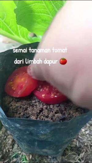 Yuk semai tomat di polibag #Berkebun #fyp #fypシ゚viral #trending #foryou #RCTIPlus #HOTrctiplus 