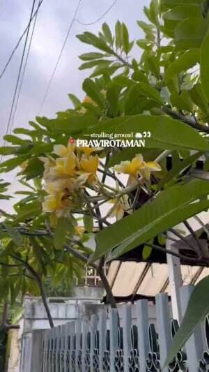 Jogja bukan hanya Malioboro, ada juga Prawirotaman. Ada apa aja si disana? #Prawirotaman #VisitJogja #Yogyakarta 