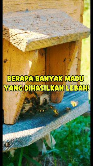 LEBAH MADU YANG HEBAT!  #lebah #madu #tawon #biarkamutahu 