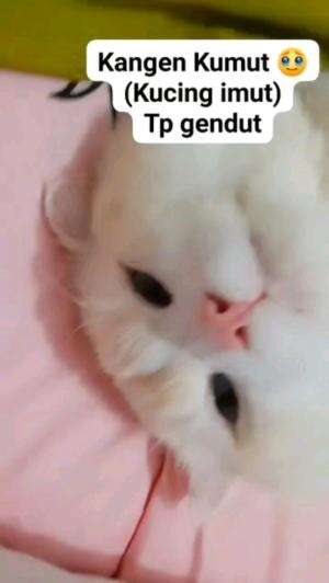 KUMUT (KUCING IMUT)

#kucinglucu #kucingoyen #catlovers #pencintakucing #kucinggemoy #kucinggemes #sahabarkucing