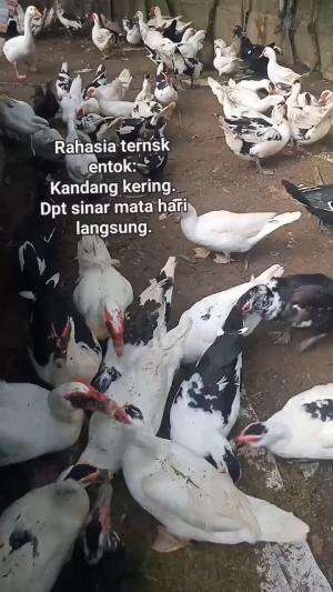 tips agak entok sehat

#HOTrctiplus #shortplus 