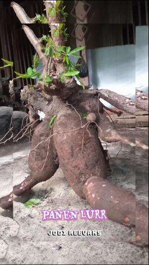 #panen lurr