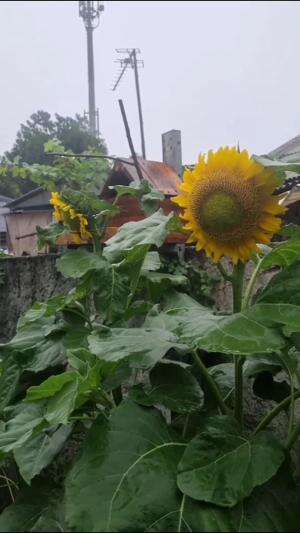Mitos bunga matahari #Berkebun #edukasi #fyp #fypシ゚viral #trending #foryou #RCTIPlus #HOTrctiplus