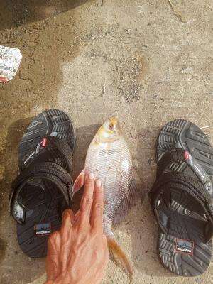  Mancing ikan kelabau bagian 1 #mancing

