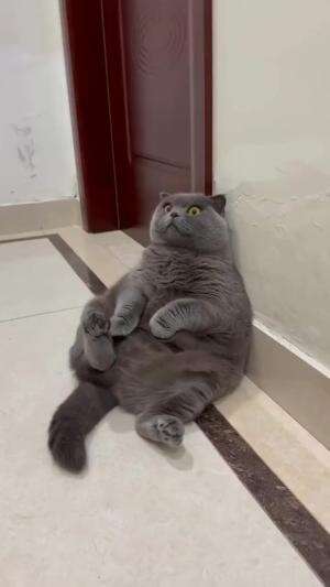 pengen kurus 

#HOTrctiplus #shortplus #kucingoyen #duniakucing