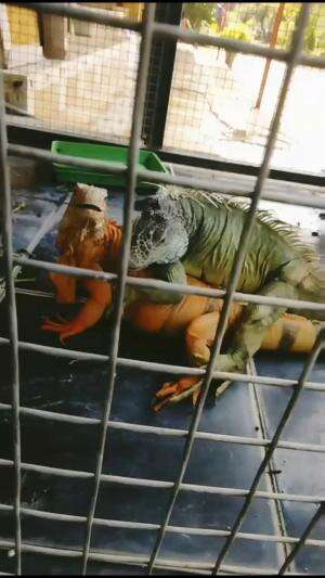 perkawinan iguana #satwa #ada aja kelakuan lucu hewan #perkawinan