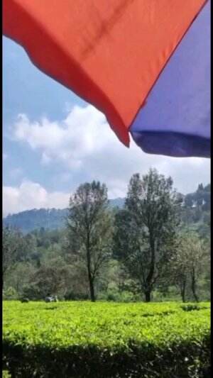 pagi hari di kebun teh!! #puncak #kebunteh #rookiehotstar #rctiplus