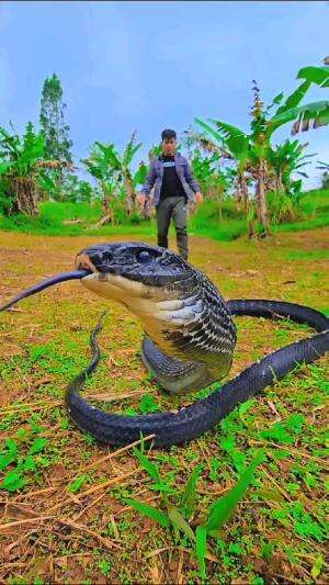 ngangetin orang❎
ngagetin king black ✅
#shortplus #shorts #short 