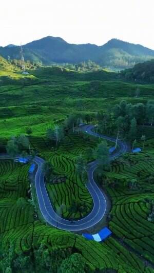 keindahan kebun teh Rancabali Ciwidey Bandung  #Wilujeng enjing 🌿🌿 . . Lokasi : Kebun teh, Ciwalini Rancabali Ciwidey Jawabarat 