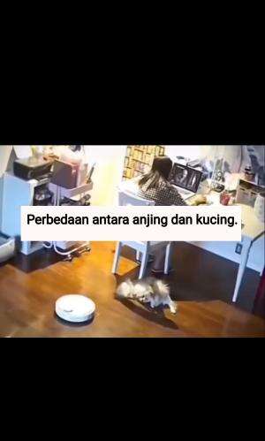 Perbedaan antara anjing dan kucing.