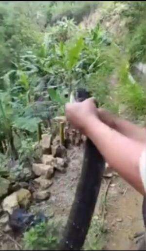 Relawan Damkar Bumiayu, Jateng berhasil menangkap king kobra panjang 5 meter dari sawah warga.